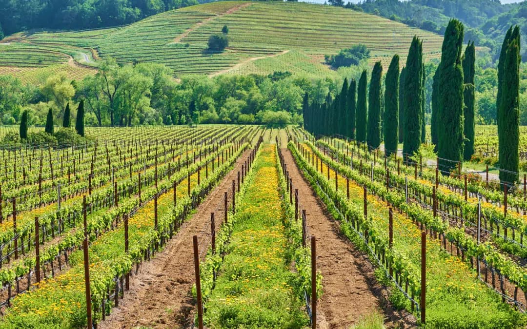 A World Tour for Wine Lovers: 10 Must-Visit Wine Destinations